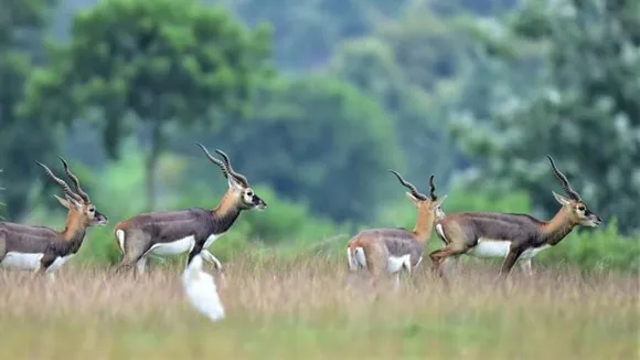Know the atonement process for killing a black buck in the Bishnoi Community