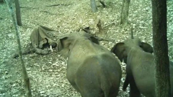 Karnataka: Elephants travel 80kms to bid tearful adieu to a deceased herd member