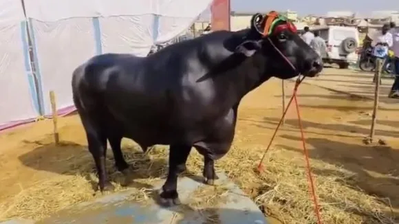 Haryana buffalo valued at ₹23 crore becomes star attraction across India