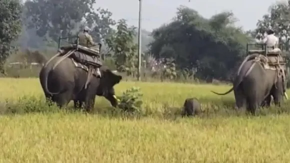 Orphaned elephant calf rescued after 80-kilometre trek in Madhya Pradesh