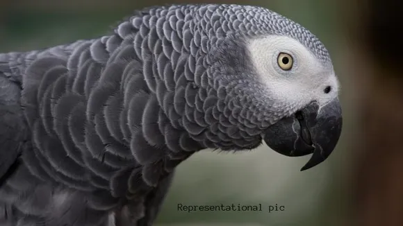 Bengaluru woman duped of ₹30,000 in parrot scam