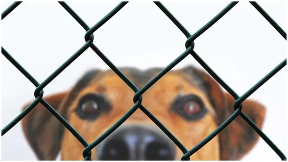 BBMP to launch Animal Rescue Centres in Bengaluru, a first in Karnataka