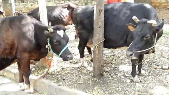 Cruel attack on cows sparks outrage in Bengaluru