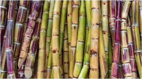 Sugarcane demand peaks in Bengaluru markets ahead of Makar Sankranti
