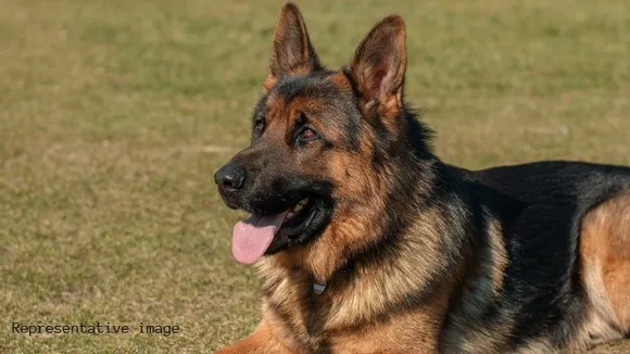 Bengaluru: Man beats German Shepherd to death as it ate chicken