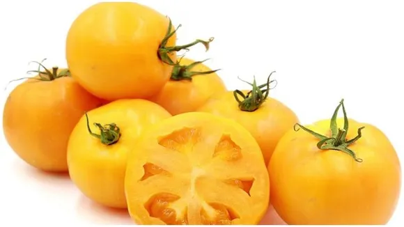 Bengaluru: You may soon find golden yellow tomatoes in market, read to know more