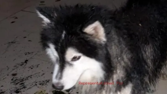 Meet Hakimi, the Husky that won Rs 23.49 lakh in just 2 days!