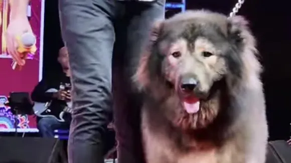 ED probes Bengaluru man over alleged Rs 50 crore Wolfdog purchase