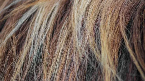 ₹70 lakh hair stolen in Bengaluru godown heist, meant for export