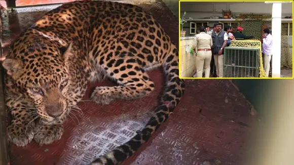 Leopard rescued after entering house in Bengaluru