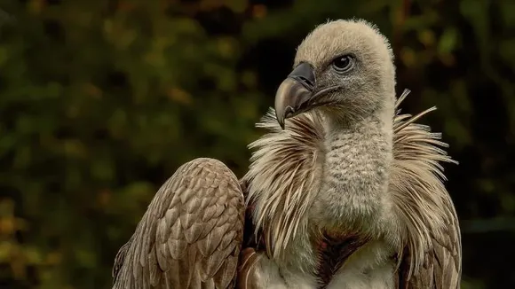 Rescued vulture travels from Madhya Pradesh to Afghanistan after recovery 