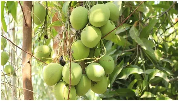 Karnataka gears up for a bumper mango season with 10 lakh tonne yield
