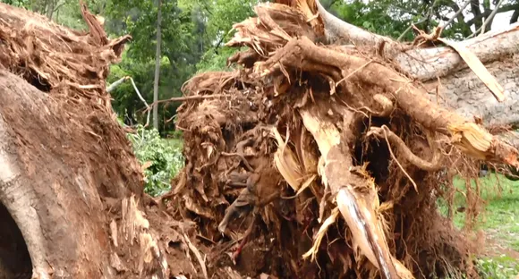 Bengaluru: 150-year-old heritage tree falls in Lalbagh, leaves visitors saddened