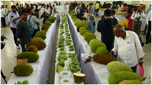 World’s costliest mango at ₹2 lakh per kg on display at Lalbagh’s 3-day mango and jackfruit fair
