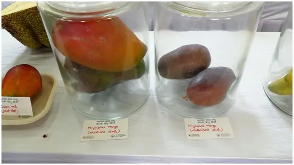 Rare Japanese Miyazaki Mango sells at Rs 2 lakh per kg!