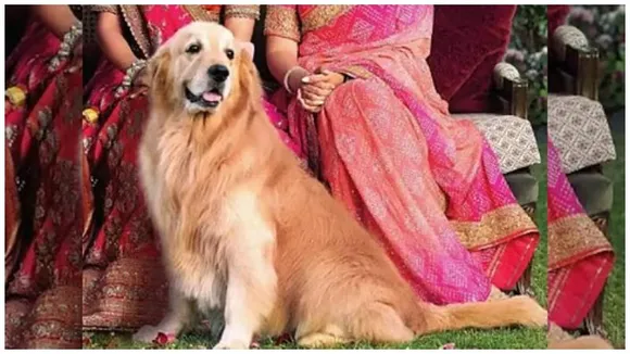 Beloved Ambani family pet, ‘Happy’ the golden retriever, passes away