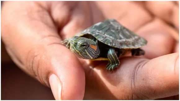 Bengaluru customs foil smuggling attempt, rescue 3,000 turtles from Malaysia