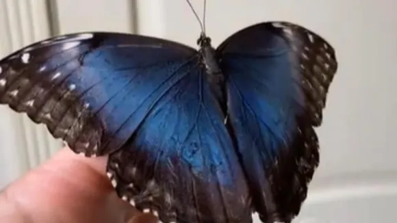 Wings of wonder: Bengaluru dances with blue tiger butterflies