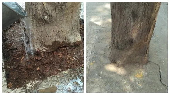 Forest Minister Eshwar Khandre orders deconcretization around trees across Karnataka