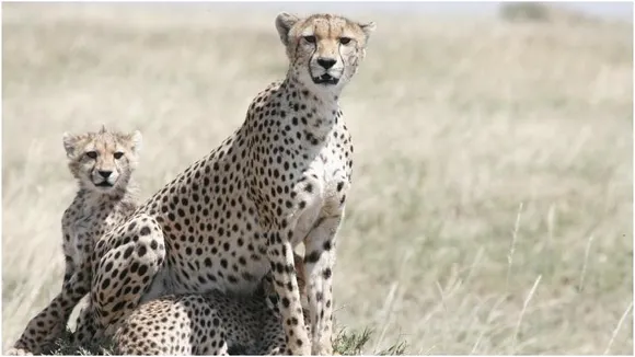 Bengaluru: Cheetahs set to arrive at Bannerghatta as BBP expands wildlife collection