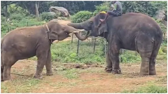 Bannerghatta National Park sends four elephants to Japan in landmark animal exchange