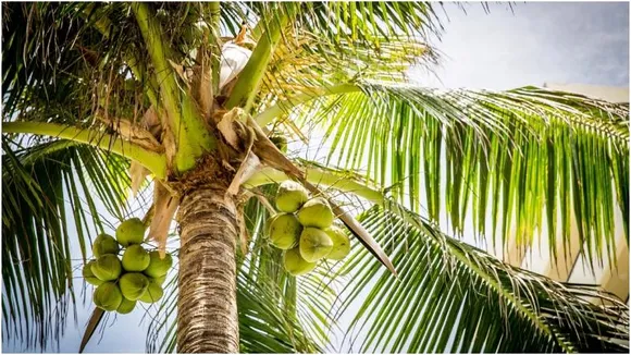 Historic surge: Coconut prices in Karnataka near century mark
