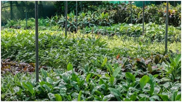 Three-day plant fair begins at GKVK campus in Bengaluru