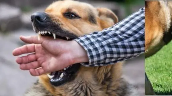 India reports over 37 lakh dog bite cases in 2024; 54 rabies deaths confirmed