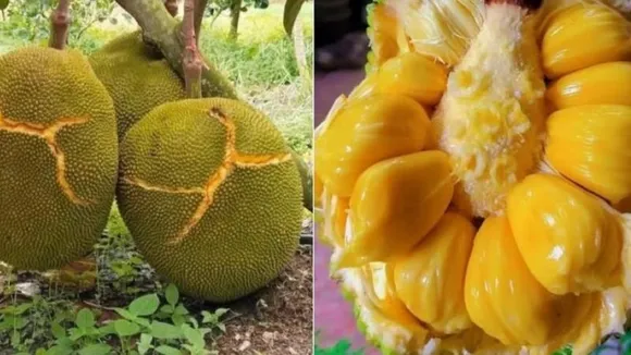 Ripe jackfruit tricks breathalyser, nearly lands Kerala bus drivers in trouble