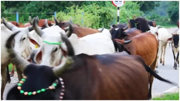 Spike in stray cattle complaints, from 170 to 220 per month, disrupts Bengaluru roads