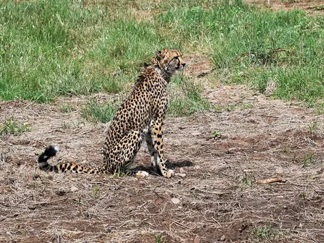 Cheetah at Kuno National Park (File Photo/ANI)