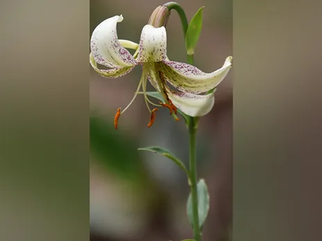 Rare and endangered plant species reintroduction (photo credit/ANI)