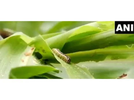 Fall Armyworm wreaks havoc on maize crop in Udhampur (Photo/ANI)