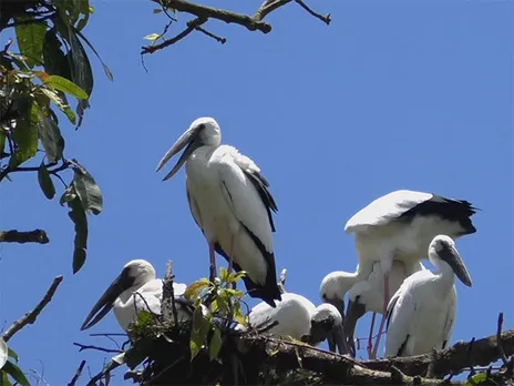 Assam's migratory birds Asian Openbill Storks (Photo/ANI)