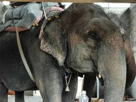 Elephant in Haathi Gaon Credit: Shubhobroto Ghosh