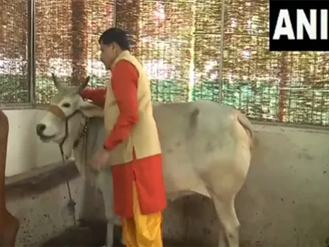 MP CM Mohan Yadav performing Gau-Seva (Photo/ANI)