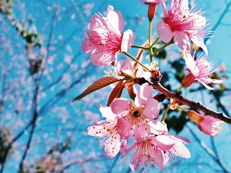 Uttarakhand to celebrate Buransh and Padam flowering festivals (Photo/ANI)