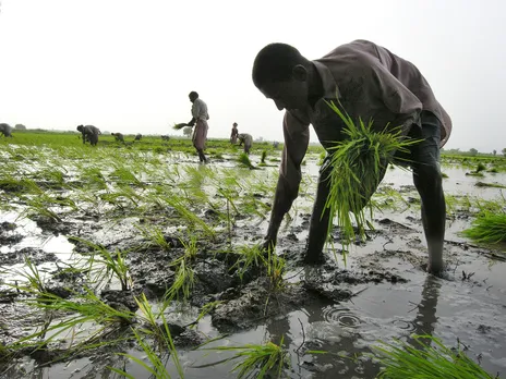 Pakistani farmer working in a field (Photo/Reuters)