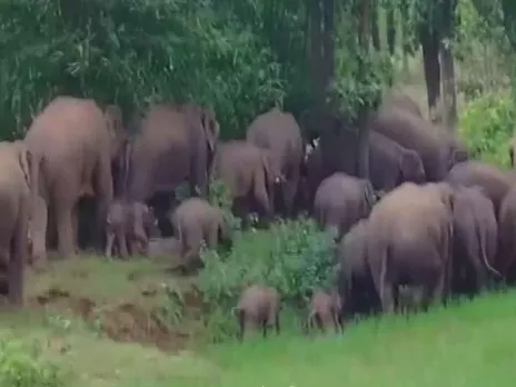 Visuals of the herd of elephants in the village (Photo/ANI)