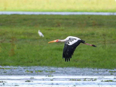 Painted Storks return to Kaziranga National Park (Photo/ X@himantabiswa)