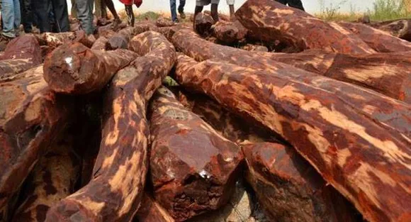 Global auction of red sanders in 4th phase from Jan 12