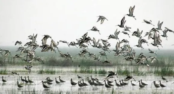 Over 161 species seen in Chilika Lake this season 