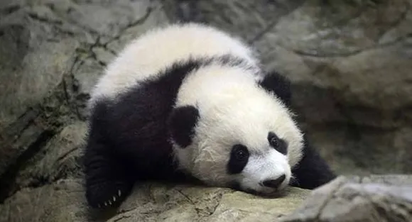 Baby panda makes debut in China zoo