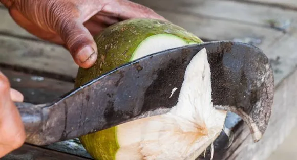 Coconut a palm or a tree? Debate rages on
