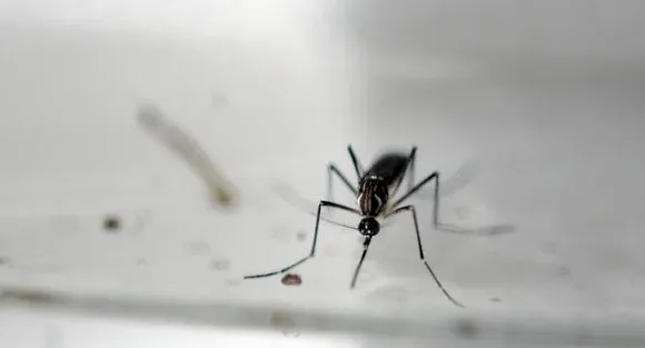 Texas reports case of 'sexually transmitted' Zika virus