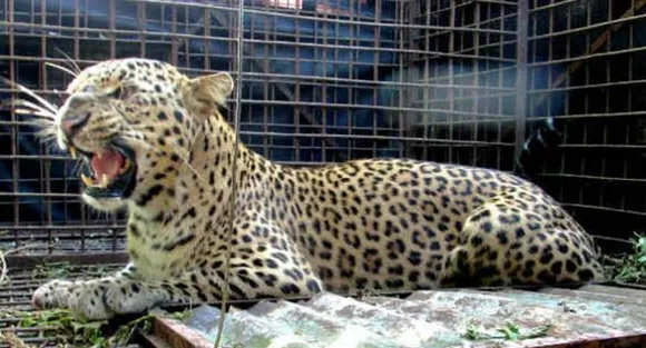 Another 'leopard' spotted near Vibgyor school