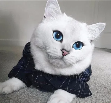 Meet Coby, world's most beautiful cat