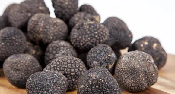 Mouth-watering truffles not contaminated by radioactivity