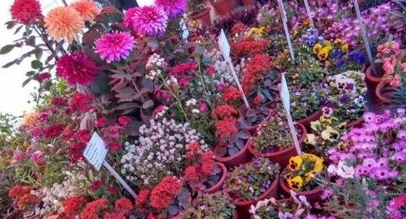 36 special flower varieties on display at the Botanical Garden floral show