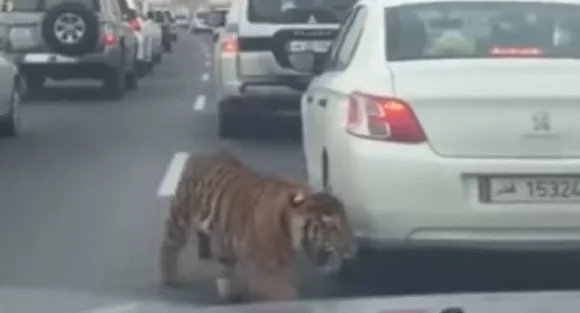 VIDEO: Just another day in Doha with an escaped Tiger